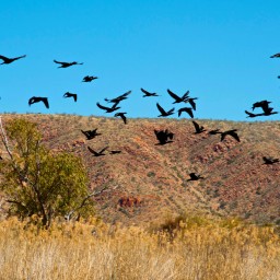 Larapinta birds